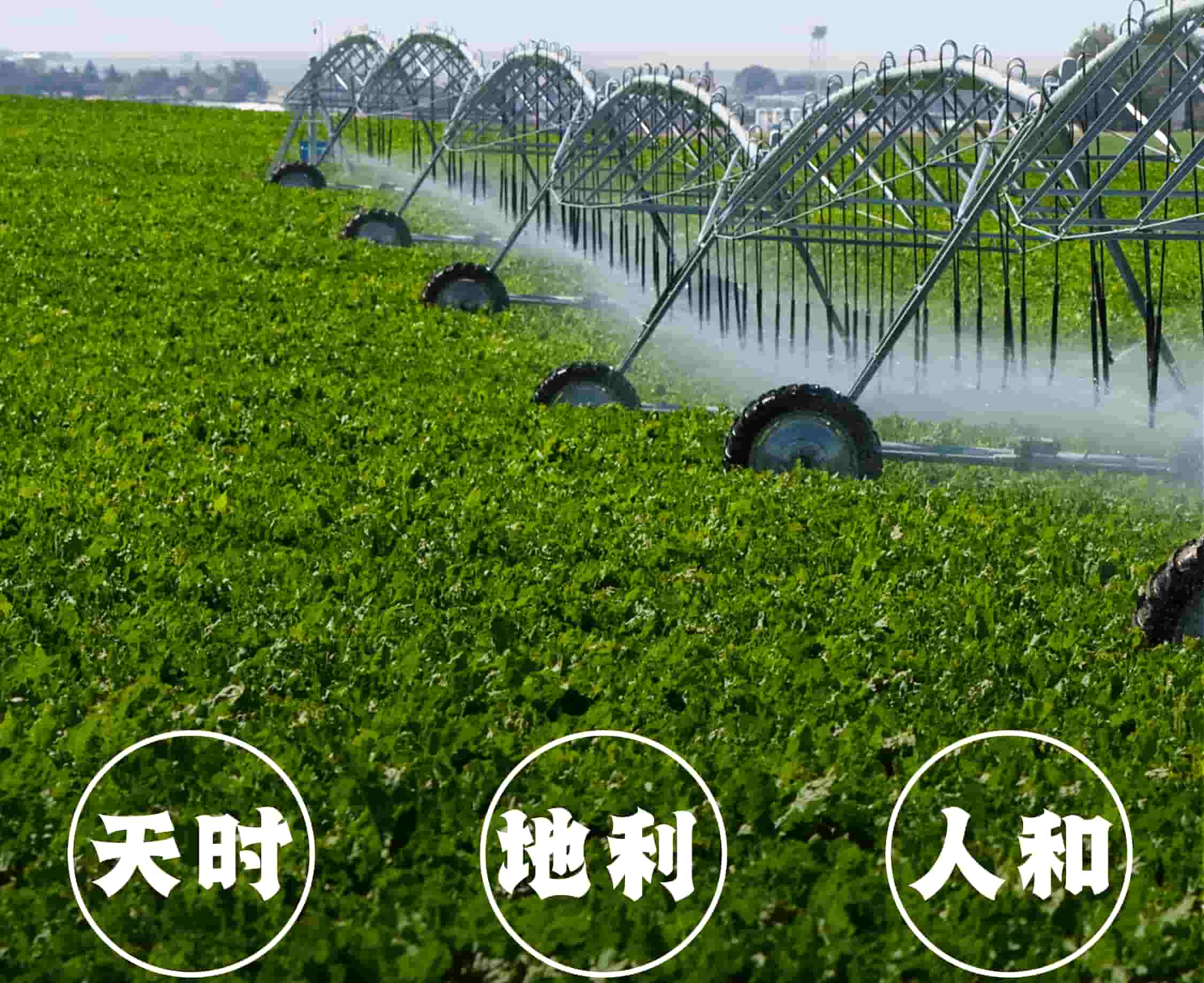 如意?好食材 | 來(lái)嘗雪菜之鄉(xiāng)的一口“鮮”